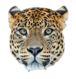 Leopard Family Products Page